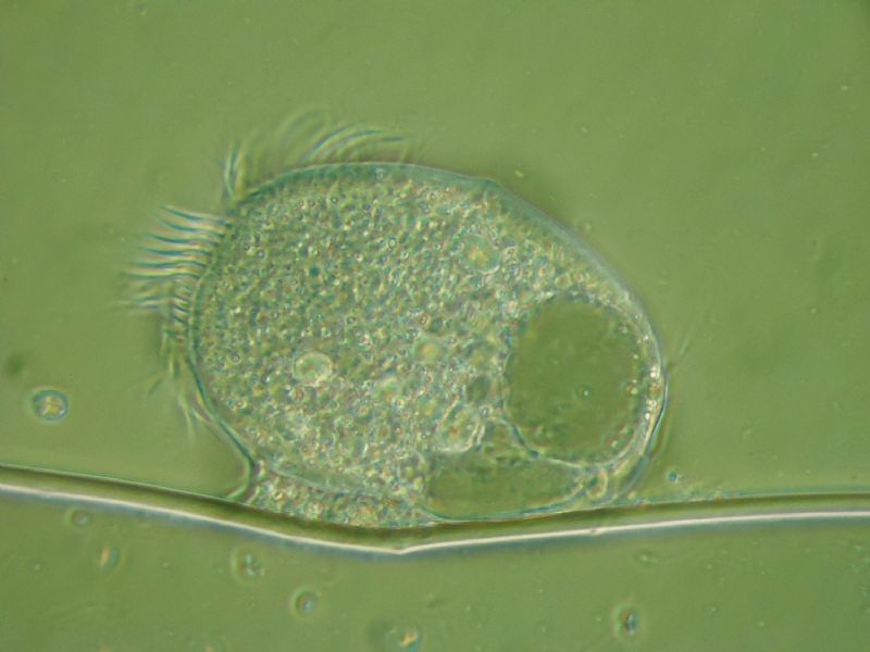 lotta all''ultima goccia.